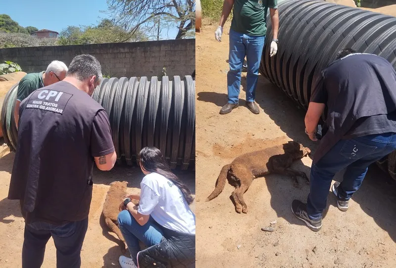 Homem mata cachorro a pauladas e é preso em ação da CPI de Maus-Tratos da ALES