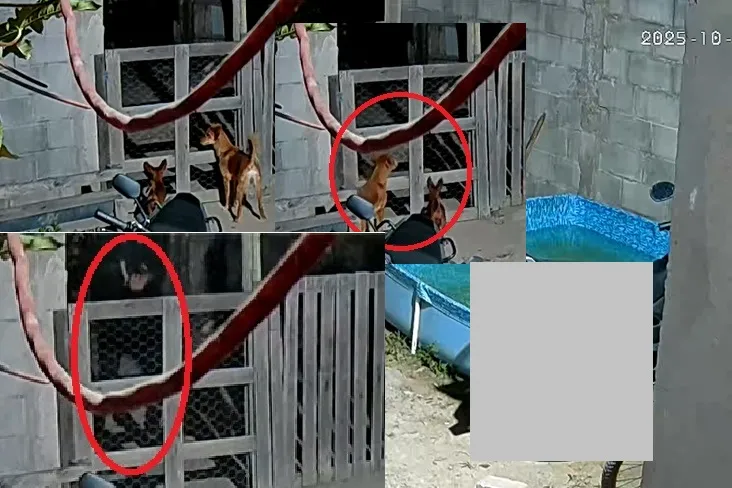 Criminosos matam cachorro durante ataque a residência em Linhares. Alvo era um humano
