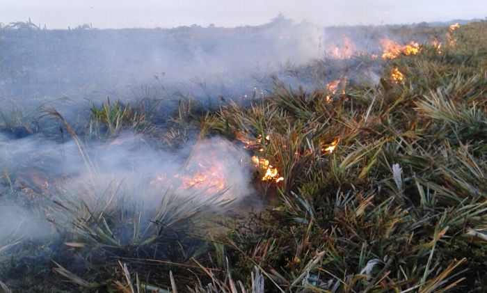 Regência: incêndio atinge Reserva Biológica de Comboios e ato pode ter sido criminoso. Confira fotos