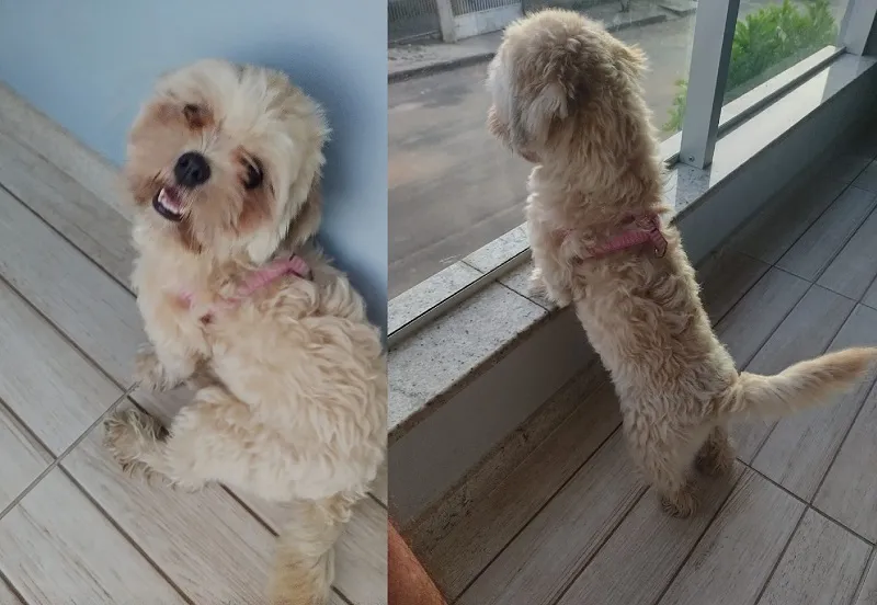 Recompensa: Belinha foge no Interlagos. Garotinho e idosa desolados