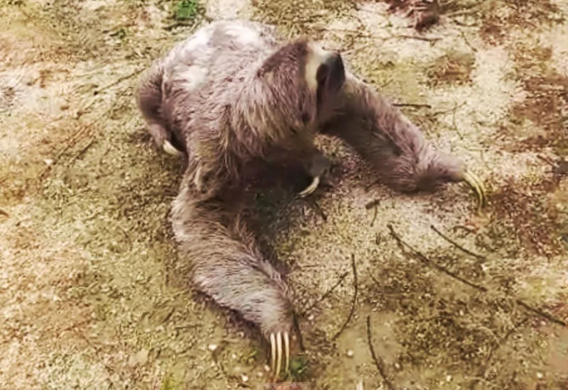 Preguiça toda lindona é resgatada no bairro Lagoa Park, Linhares
