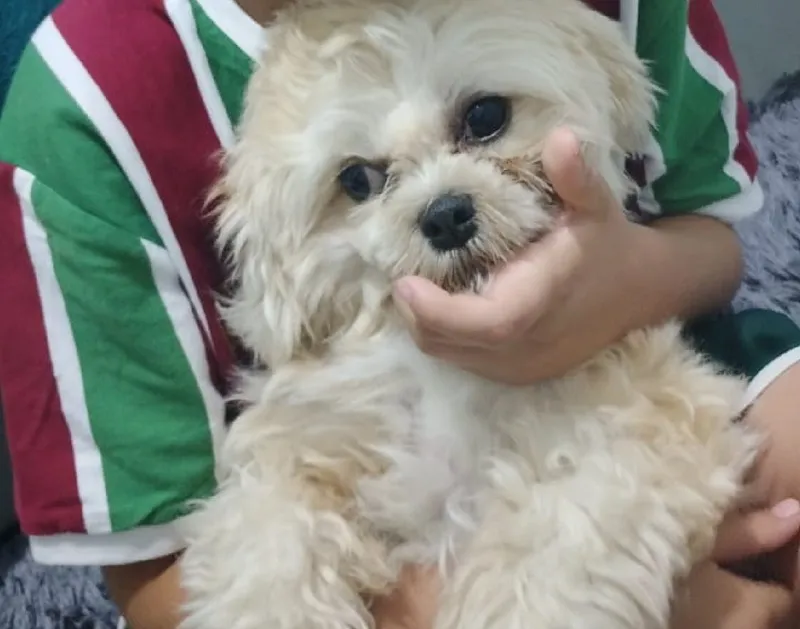 Olha a Belinha aí! “Reconheceram no Eu Vi em Linhares e me ligaram”