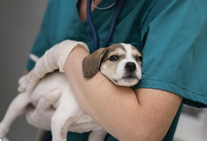 Primeiro hospital público veterinário do ES é anunciado