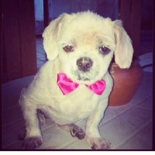 Urgente: recompensa para quem encontrar a Nina
