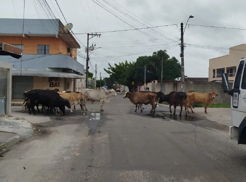 Boiada passeia e até toma água em via pública de Linhares
