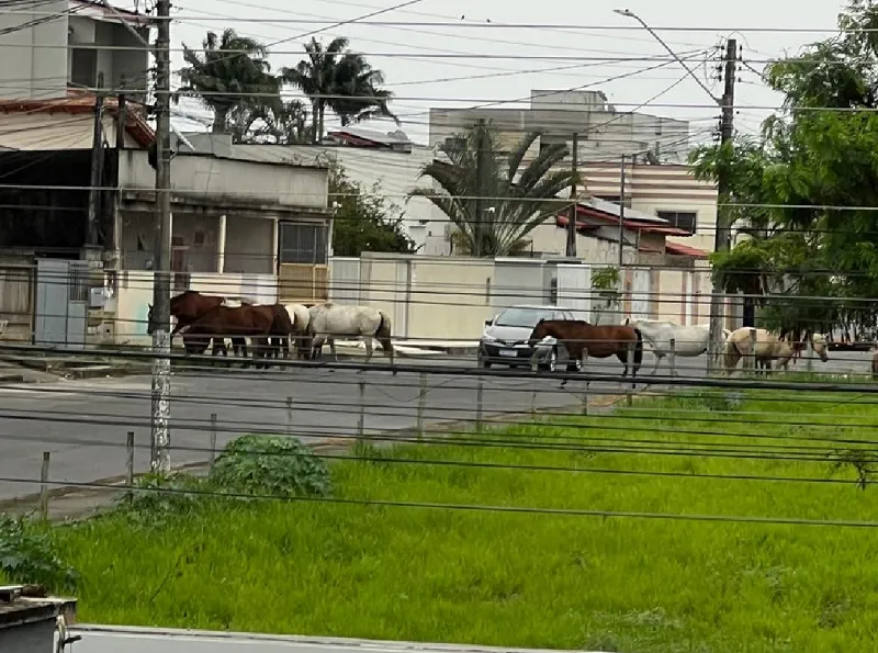 Cavalos tomam conta de vias públicas no Três Barras, Linhares