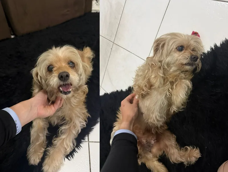 Procura-se a família dessa doguinha. Encontrada no Centro de Linhares