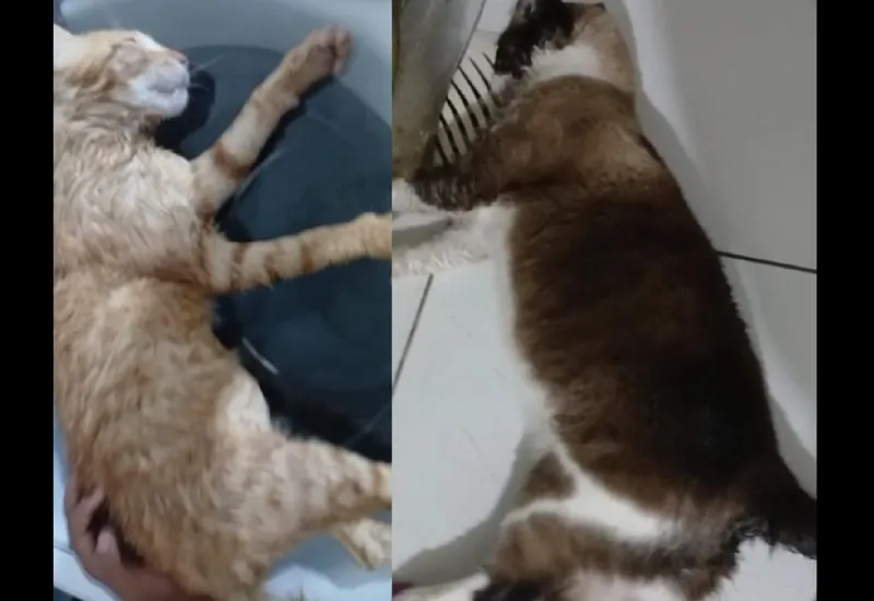 Homem envenena gatos no Aviso, Linhares. “E disse que vai matar mais”
