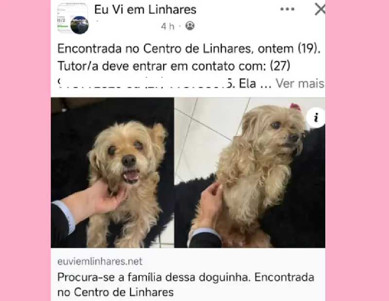 Encontrada a tutora da Lessie. Reconhecida no Eu Vi em Linhares
