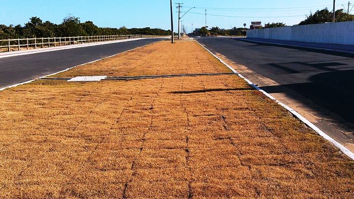 Internauta envia fotos de grama morta no Pontal