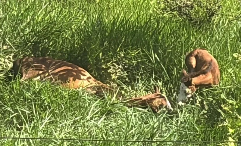 Égua e filhote sofrem nas mãos humanas na Vila Isabel, Linhares