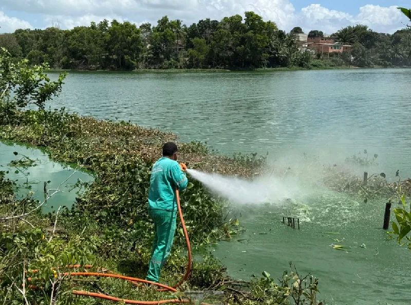 Muito mau cheiro na lagoa em Linhares: plantas aquáticas mortas são retiradas