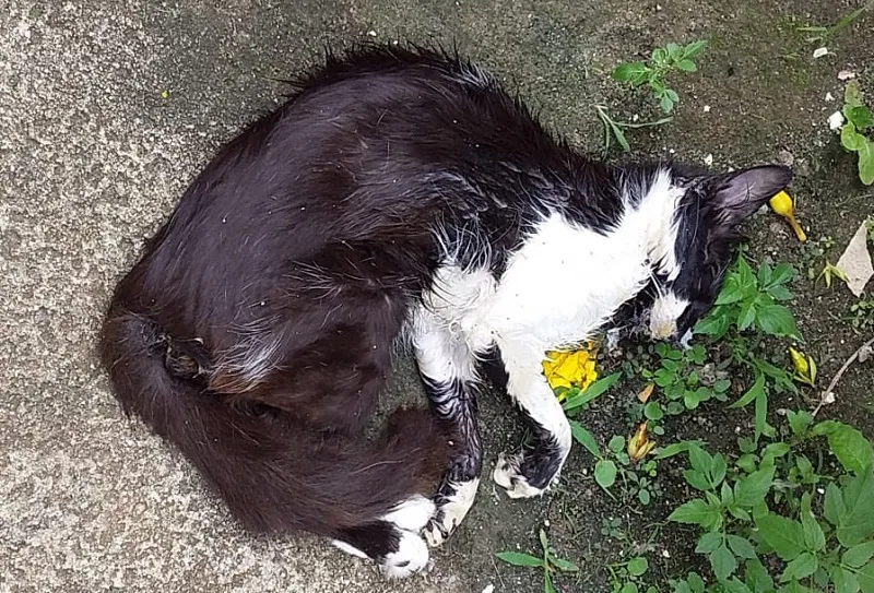Gatinho (outro) é envenenado no Aviso. Tutora se desespera
