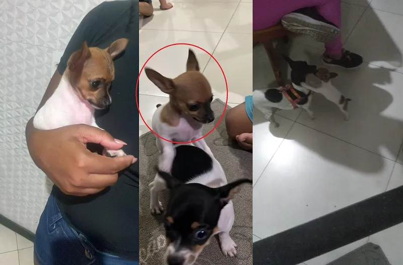Olha a Melzinha aí! “Viram no Eu Vi em Linhares e me ligaram”