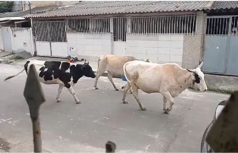 Boiada 'expulsa' crianças da rua no Linhares V, e adultos também