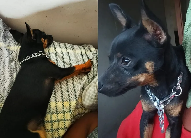 Recompensa: Nina sumiu na Lagoa Suruaca, Pontal do Ipiranga. Tutores estão desesperados