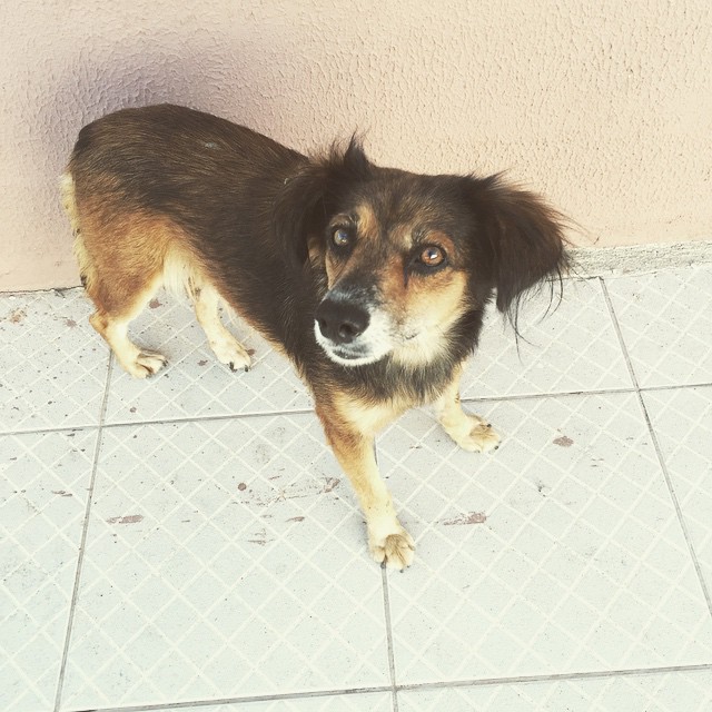 Alerta:voluntária se diz indignada com aumento de animais abandonados e doentes nas ruas de Linhares