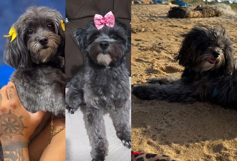 Recompensa: Luna foge no Juparanã, e garotinha de 2 anos está desolada