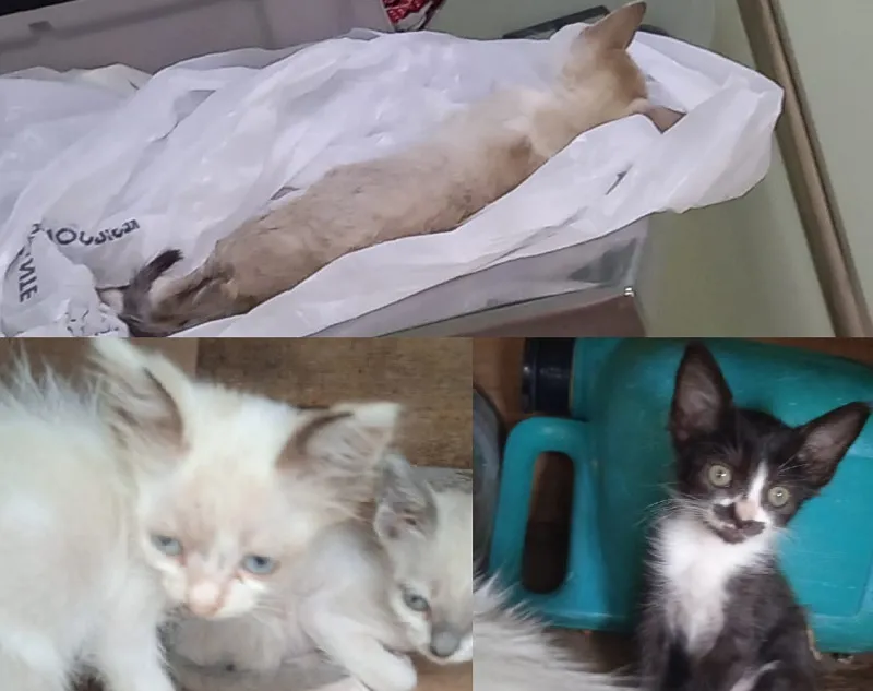 Filhotes de gatos abandonados e atacados por cachorros de rua em Linhares. Um morreu