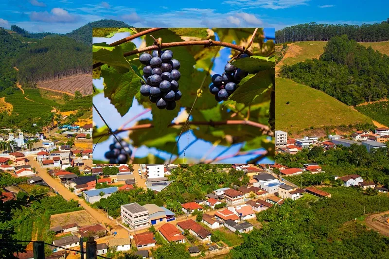 Festa da Uva em Linhares: Visitas ao parreiral, comida italiana e música