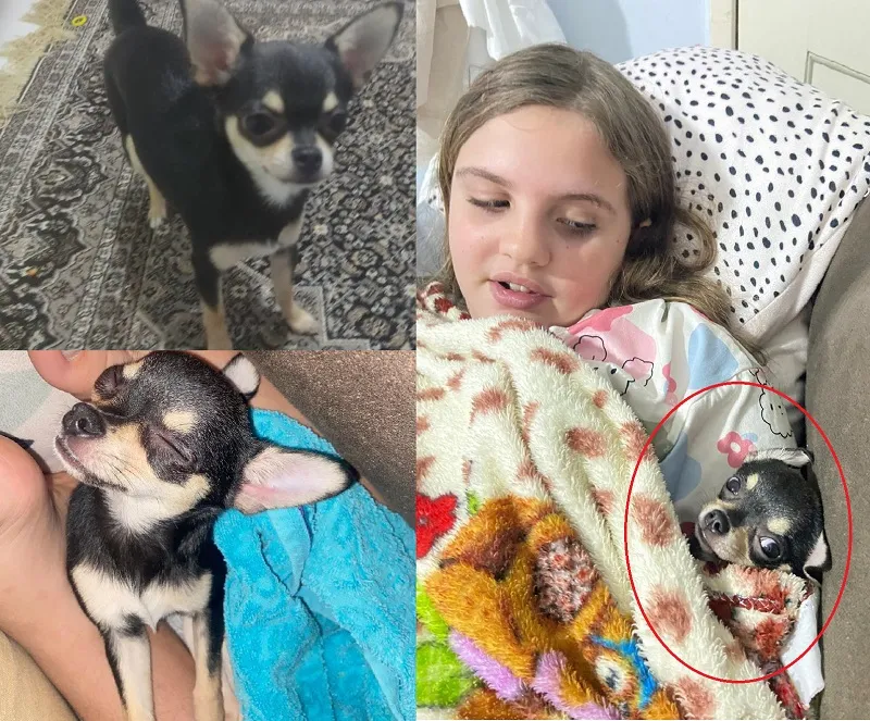 Recompensa: Luna foge no José Rodrigues Maciel, Criança está febril e chora