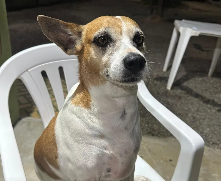 ENCONTRADA! Mel se desesperou com fogos no Réveillon e fugiu no Interlagos