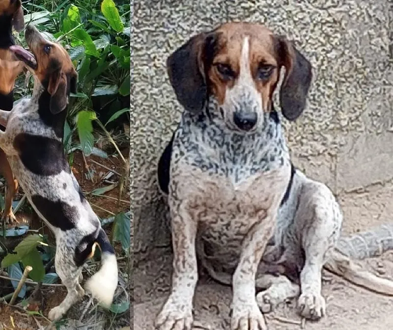 Tem recompensa: Certeza foge na Linha de Povoação durante pescaria