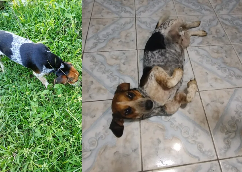 Certeza encontrada, família feliz da vida. “Rejeitaram recompensa”