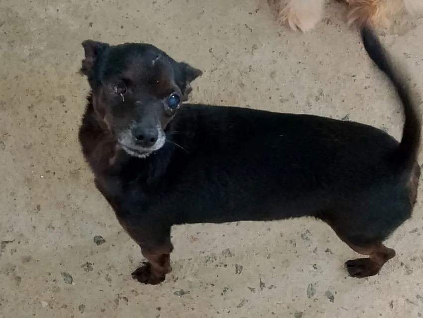 Cachorro envenenado em Linhares, tutora desolada. “Não fazia mal para ninguém”