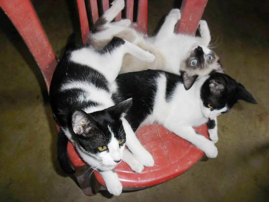 Quem quer um gatinho?