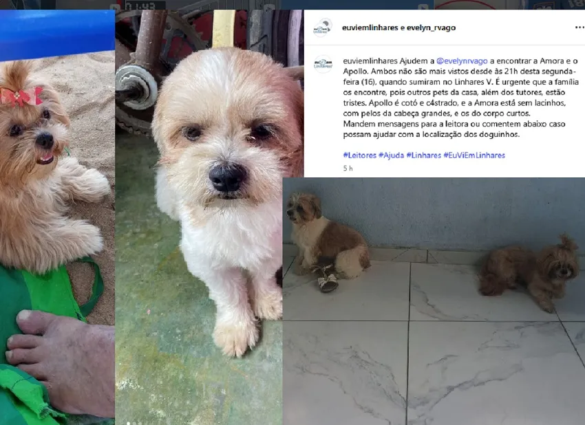 Doguinhos que fugiram no Linhares V são encontrados no bairro vizinho