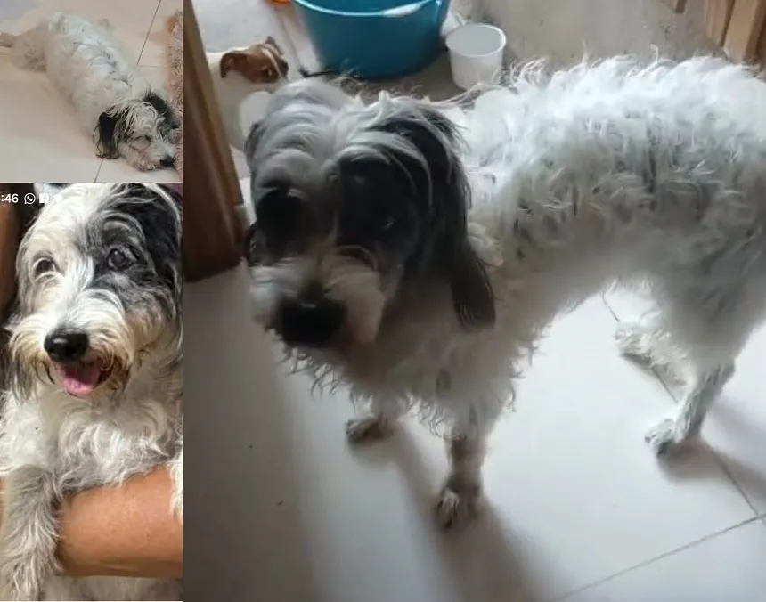 Recompensa: Megan foge no Movelar, tutora se desespera: “Tem 12 anos, nunca havia fugido”
