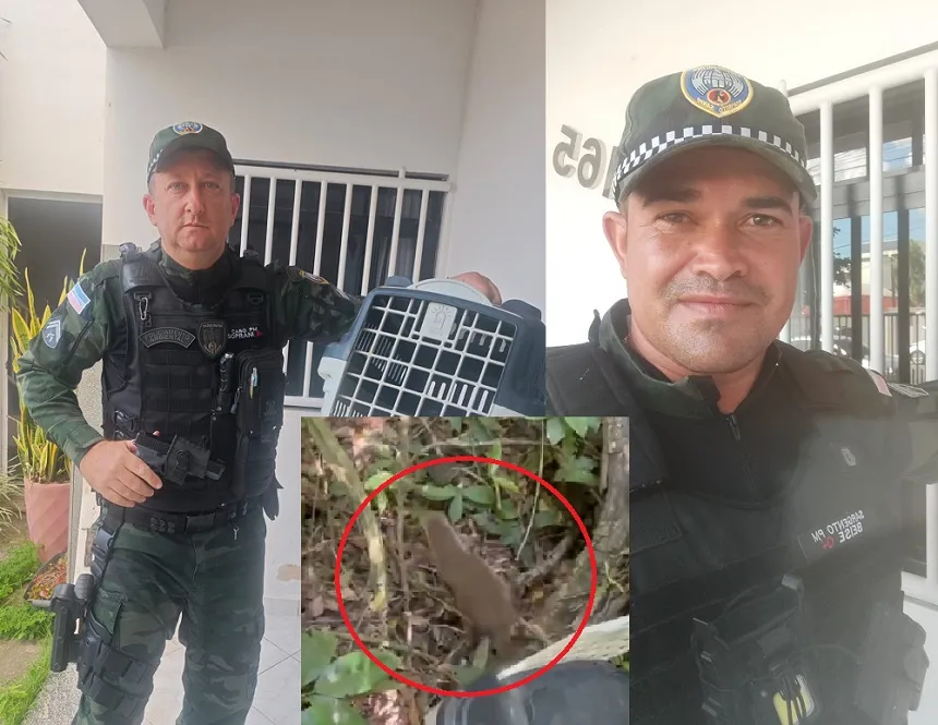 Furão-pequeno “invade” casa em Linhares