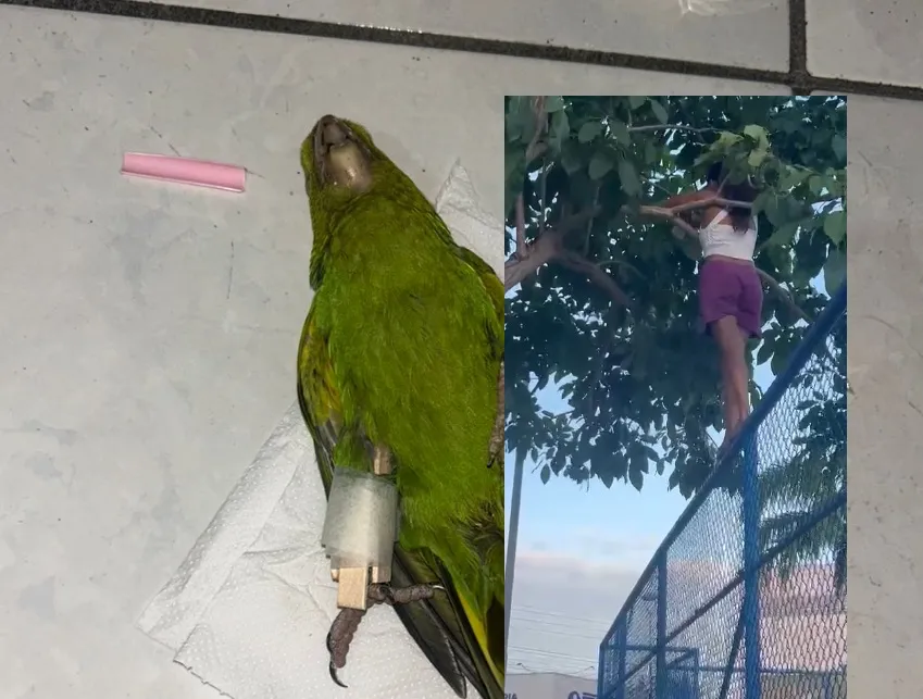 Mulher sobe alambrado e resgata ave presa à sacola em Linhares
