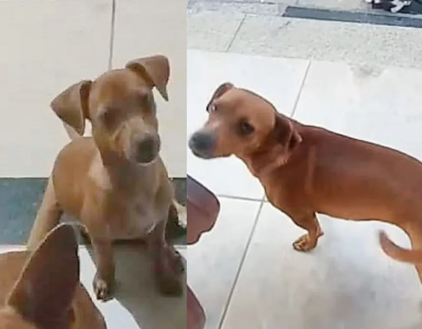 Loira desaparecida em Linhares. Tutora paga recompensa