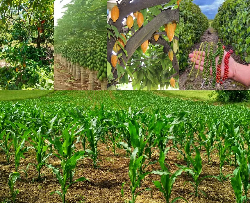 Linhares: Lançamento do primeiro PL Agro do Brasil vai movimentar e fortalecer a representação do produtor rural na política