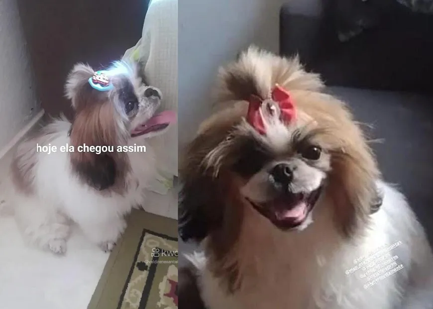 Recompensa: ‘Sasha’ foge no Interlagos. Tutora gestante está desesperada