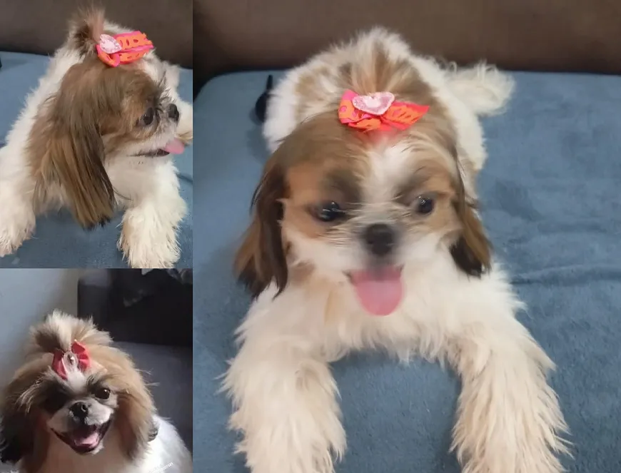 Sasha encontrada, e humano rejeitou recompensa. “Gratidão”