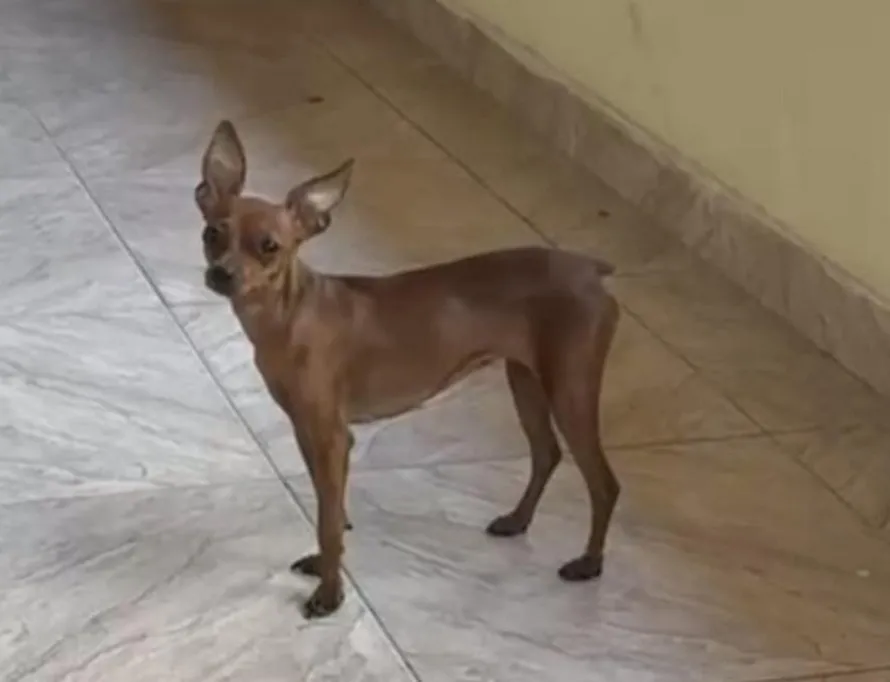 Tem recompensa: Bruninha foge no Interlagos. “Xodó de um menino de 7 anos”