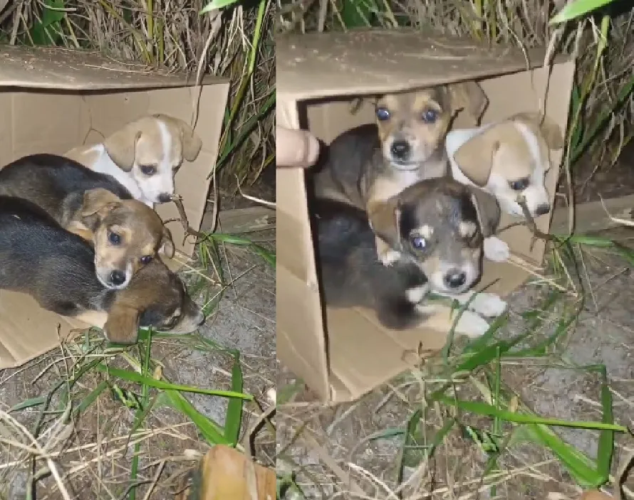 Abandono de animais em Linhares: “Jogam fora como se fossem objetos”