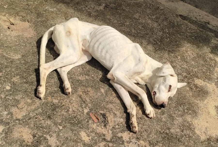 Cachorro esquelético e surdo é abandonado pelo dono em Linhares