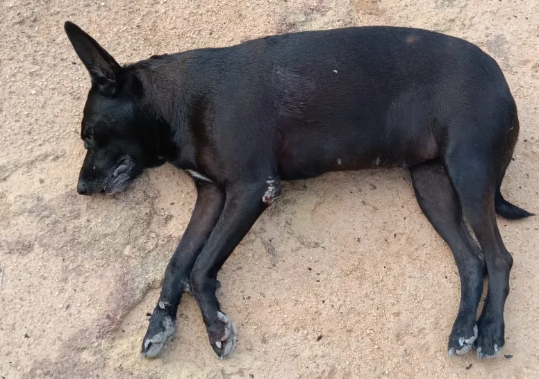 Cadela comunitária é morta a tiros em Pancas e CPI de Maus-Tratos aos Animais exige prisão de autor