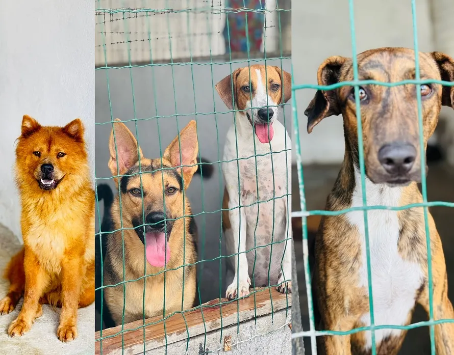 Mais de 20 animais para adoção no canil da secretaria municipal de Meio Ambiente de Linhares