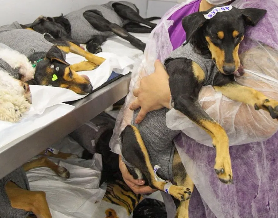Carretão Pet Vida retorna a Linhares com mutirão de castração nos balneários