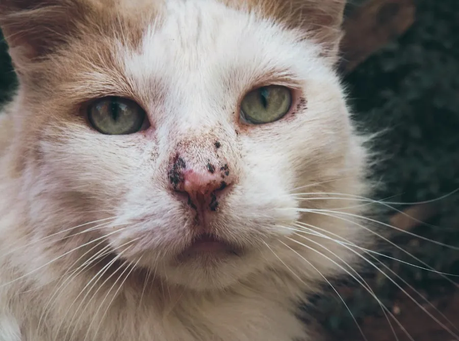 Esporotricose Felina: Uma Zoonose Emergente e sua Relação com a Saúde Única