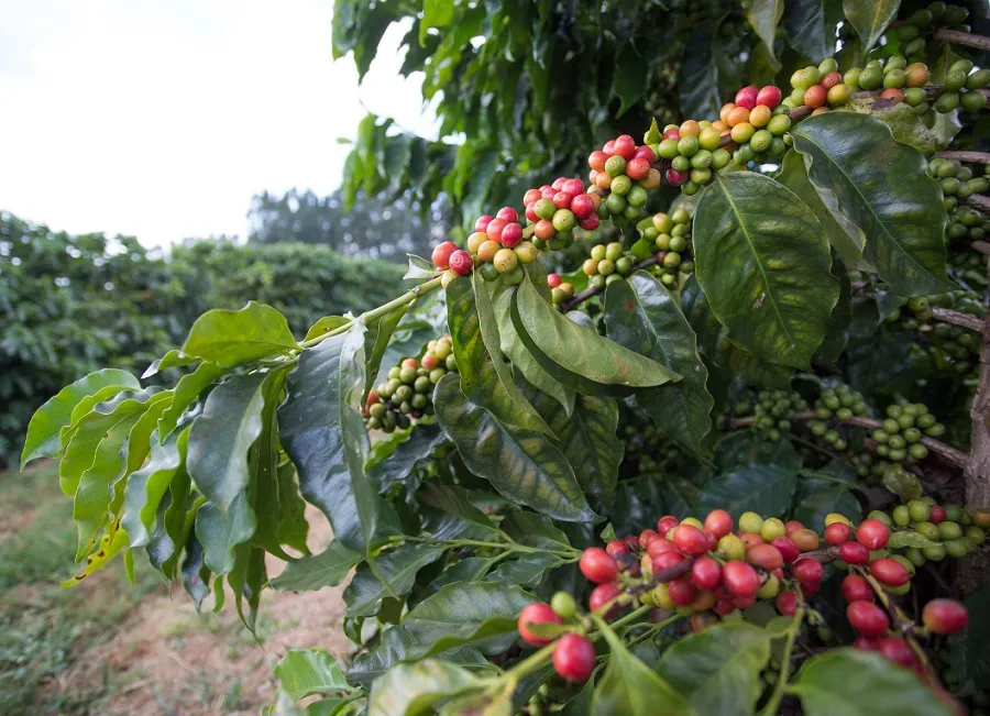 Volta da Patrulha Rural em Sooretama: Governo envia nota