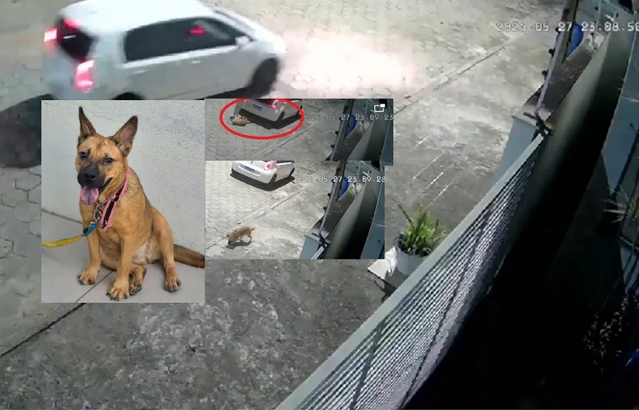 Homem abandona doguinha, e ela o espera por horas no mesmo lugar, em Linhares