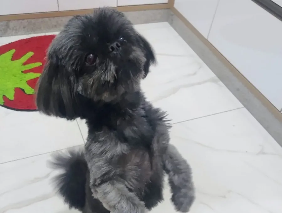 Olha a Poly aí! Ela havia fugido no Aviso