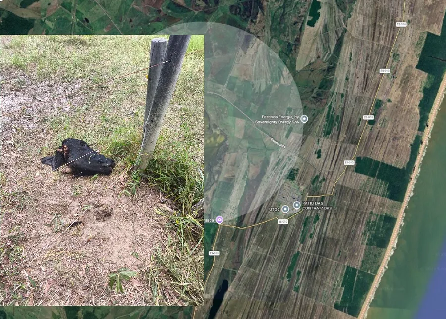 Ladrões deixam cabeças de gado para trás durante furtos em fazendas de Linhares