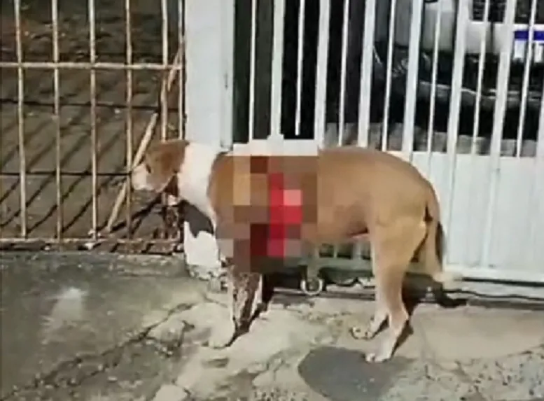 Doguinha com ferida em ‘carne viva’ após atropelamento em Linhares